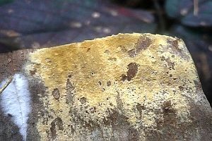 Braunsporrindenpilz, Foto 1