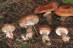 Braunstielliger Blutegerling, Foto 1