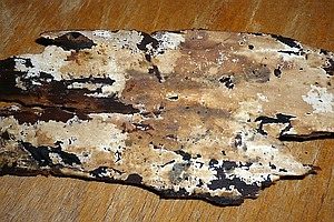 Braunweißer Schichtpilz, Foto 1