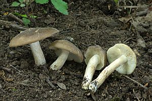Breitblättriger Holzrübling, Foto 1