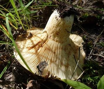 Breitblättriger Weißtäubling, Foto 4
