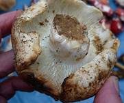 Breitblättriger Weißtäubling, Foto 27