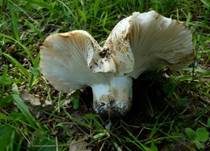 Breitblättriger Weißtäubling, Foto 7