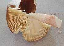 Buchenheringstäubling, Foto 16