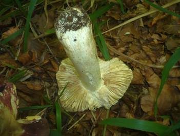 Buchenheringstäubling, Foto 5