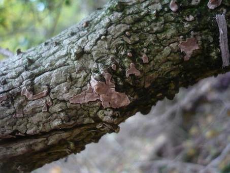 Buchs-Zystidenrindenpilz, Foto 3