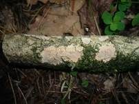 Buchs-Zystidenrindenpilz, Foto 6