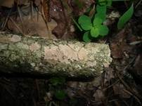 Buchs-Zystidenrindenpilz, Foto 7