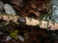 Buchs-Zystidenrindenpilz, Foto 8