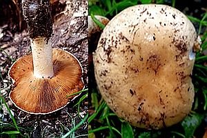 Ansehnliches Samthäubchen, Foto 1