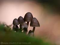 Büscheliger Nitrathelmling, Foto 13