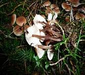 Büschelrübling, Foto 8