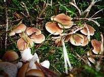 Büschelrübling, Foto 9