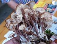 Büschelrübling, Foto 10