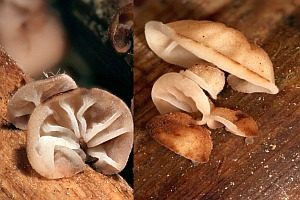 Dickblättriger Zwergschwindling, Foto 1