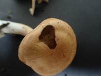 Dickfüssiger Gürtelfuß, Foto 9