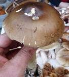Dickscheidiger Scheidenstreifling, Foto 12