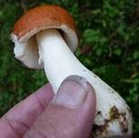 Apfeltäubling, Foto 45