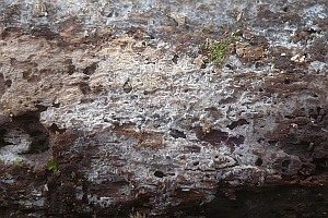 Dickwandsporiger Rindenpilz, Foto 1