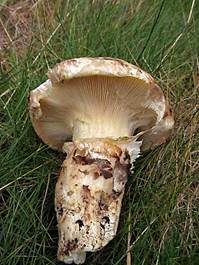 Doppelring-Trichterling, Foto 15
