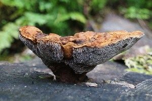 Dreieckiger Filzporling, Foto 1