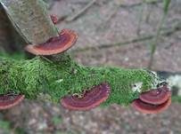 Dreifarbige Tramete, Foto 19