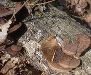 Dreifarbige Tramete, Foto 6