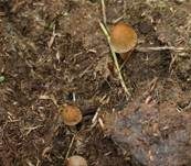 Dung-Samthäubchen, Foto 8