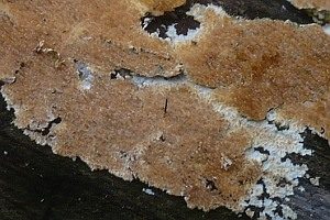 Dunkelbrauner Resupinat-Stacheling, Foto 1