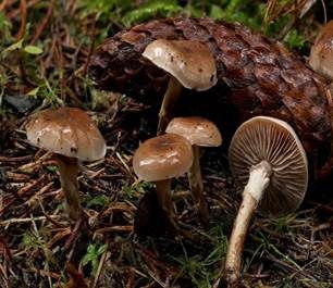 Dunkelscheibiger Fälbling, Foto 4