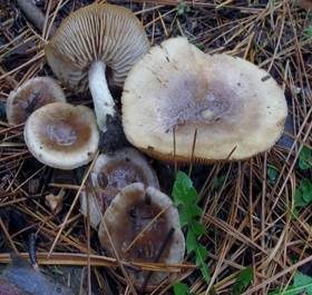 Dunkelscheibiger Fälbling, Foto 5