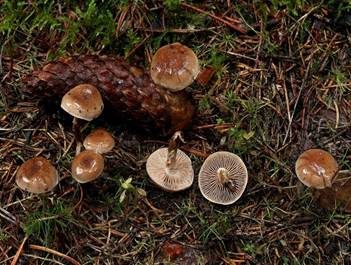 Dunkelscheibiger Fälbling, Foto 6