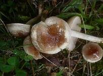 Dunkelscheibiger Fälbling, Foto 8