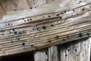 Dunkelsporiges Hartbecherchen, Foto 1