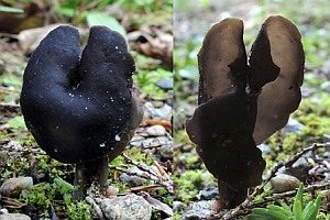 Dunkelstielige Sattellorchel, Foto 1