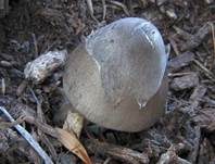 Dunkelstreifiger Scheidling, Foto 5