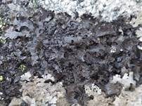 Dunkle Sulcatflechte, Foto 5