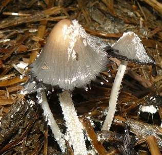 Aschgrauer Misttintling, Foto 2