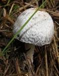 Aschgrauer Misttintling, Foto 10