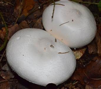 Dünnfleischiger Anischampignon, Foto 4