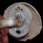 Dünnfleischiger Anischampignon, Foto 6