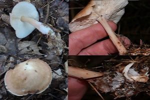 Durchbohrter Rübling, Foto 1