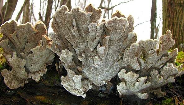 Aschgrauer Wirrling, Foto 3