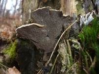Aschgrauer Wirrling, Foto 9