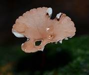 Echter Knoblauchschwindling, Foto 9
