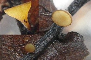 Eichenblatt-Stromabecherling, Foto 1