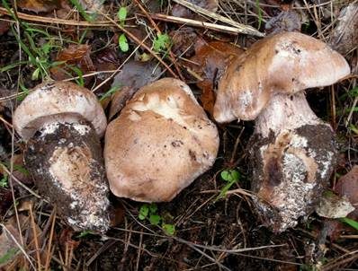 Eichenklumpfuß, Foto 3