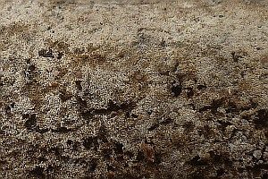 Aschgrauer Zähnchenrindenpilz, Foto 1