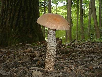 Eichenrotkappe, Foto 4