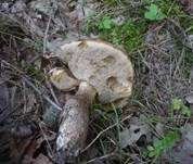 Eichenrotkappe, Foto 7
